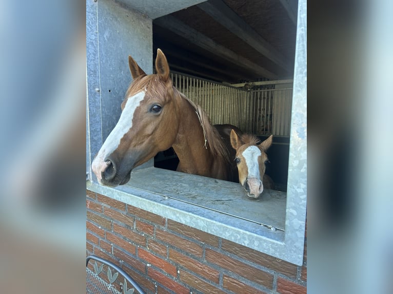American Quarter Horse Stute  Dunkelfuchs in Haren