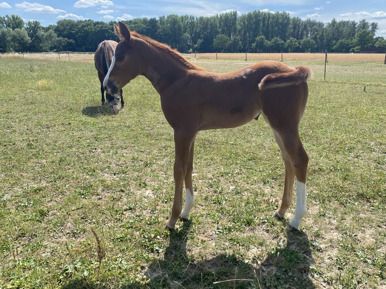 American Quarter Horse Stute  Dunkelfuchs in Wadersloh