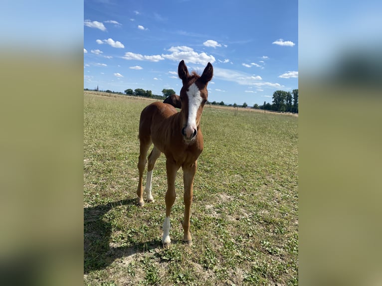 American Quarter Horse Stute  Dunkelfuchs in Wadersloh