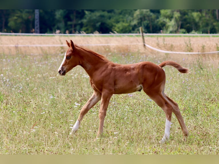 American Quarter Horse Stute Fohlen (06/2025) Dunkelfuchs in Wadersloh