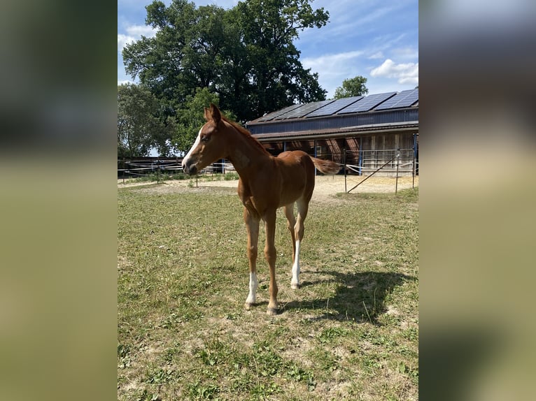 American Quarter Horse Stute  Dunkelfuchs in Wadersloh