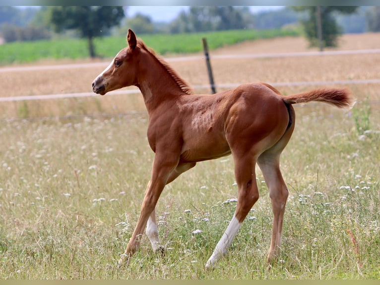 American Quarter Horse Stute Fohlen (06/2025) Dunkelfuchs in Wadersloh