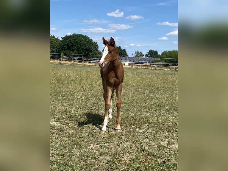 American Quarter Horse Stute  Dunkelfuchs in Wadersloh