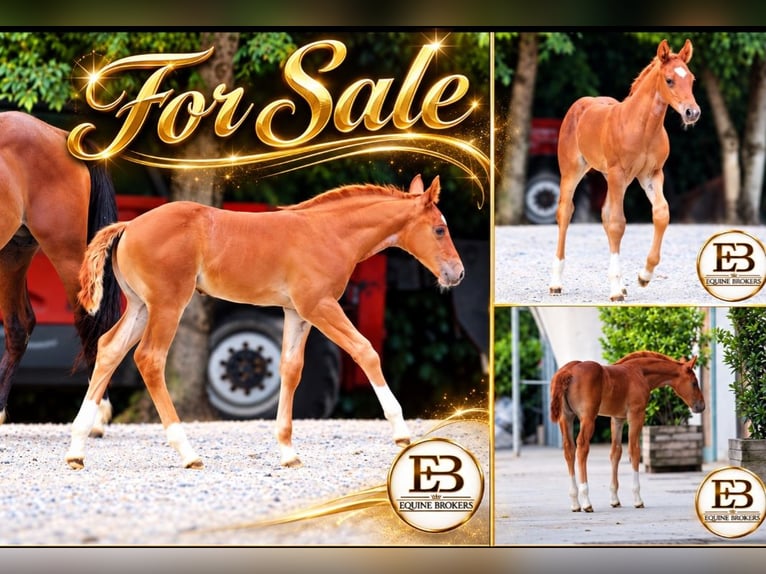 American Quarter Horse Stute Fohlen (04/2026) Fuchs in Milano