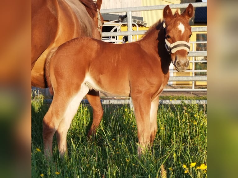 American Quarter Horse Stute Fohlen (05/2025) Fuchs in Immenreuth