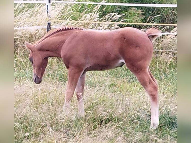 American Quarter Horse Stute Fohlen (05/2025) Fuchs in Immenreuth