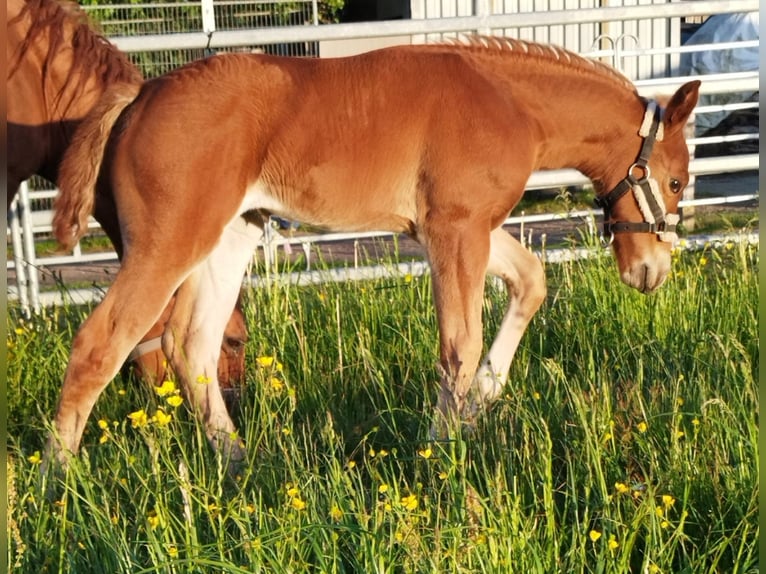 American Quarter Horse Stute Fohlen (05/2025) Fuchs in Immenreuth