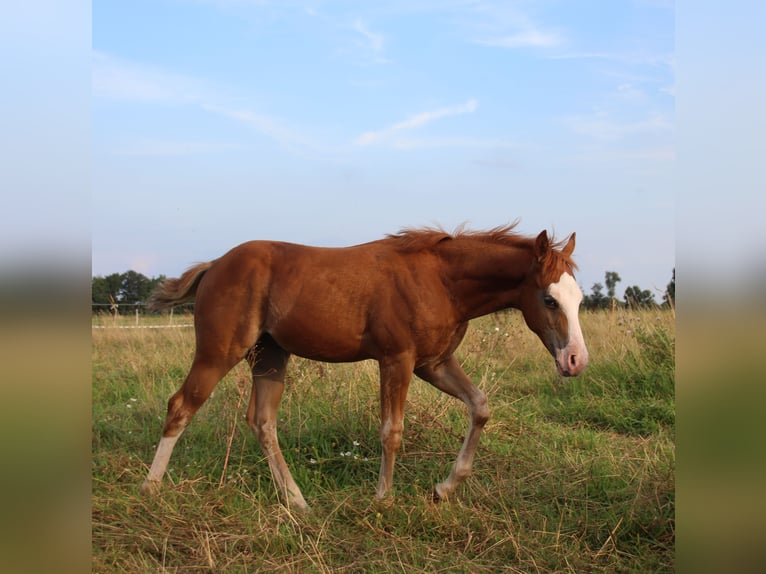 American Quarter Horse Stute Fohlen (05/2024) Fuchs in Haren