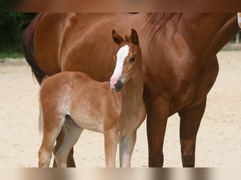 American Quarter Horse Stute  Fuchs in Bonn