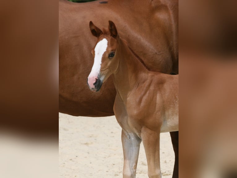 American Quarter Horse Stute  Fuchs in Bonn