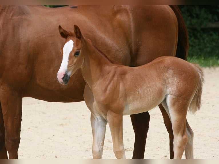 American Quarter Horse Stute  Fuchs in Bonn