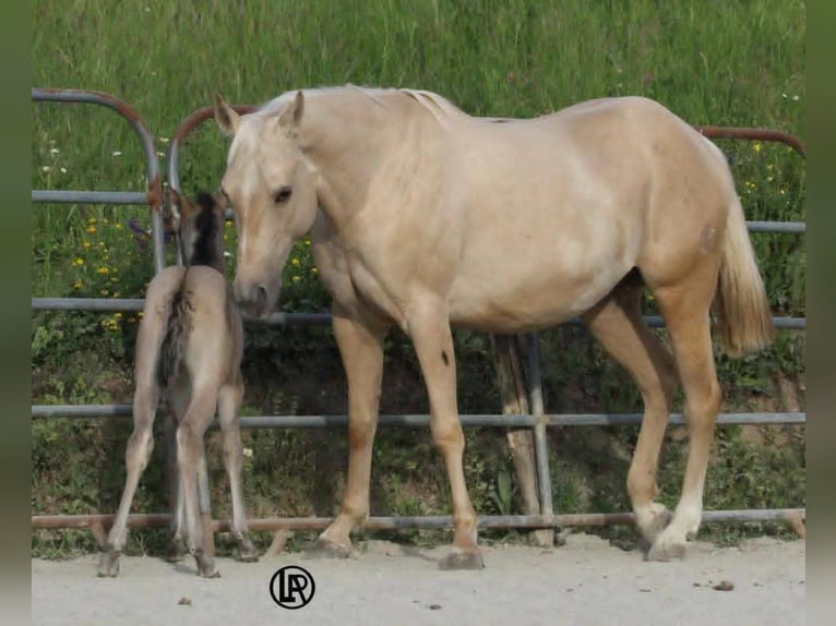 American Quarter Horse Stute Fohlen (04/2026) Grullo in Varsi (PR)
