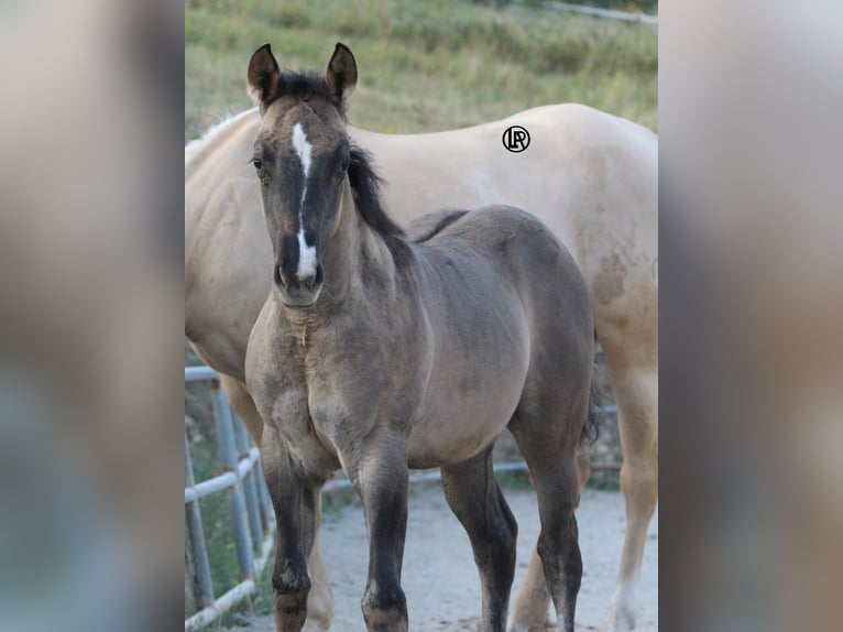 American Quarter Horse Stute Fohlen (04/2026) Grullo in Varsi (PR)