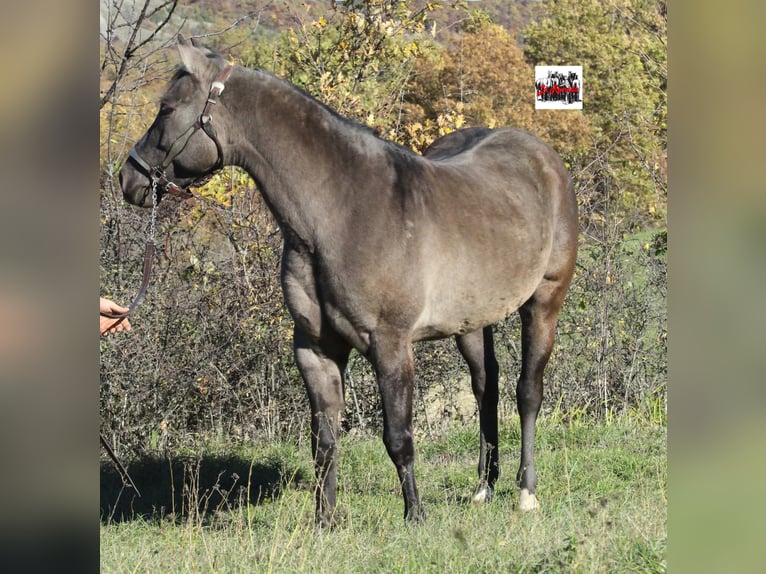 American Quarter Horse Stute Fohlen (04/2026) Grullo in Varsi (PR)