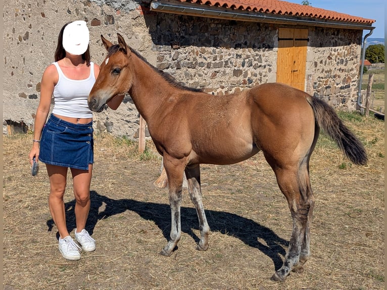 American Quarter Horse Stute Fohlen (05/2026) Hellbrauner in ESTEIL