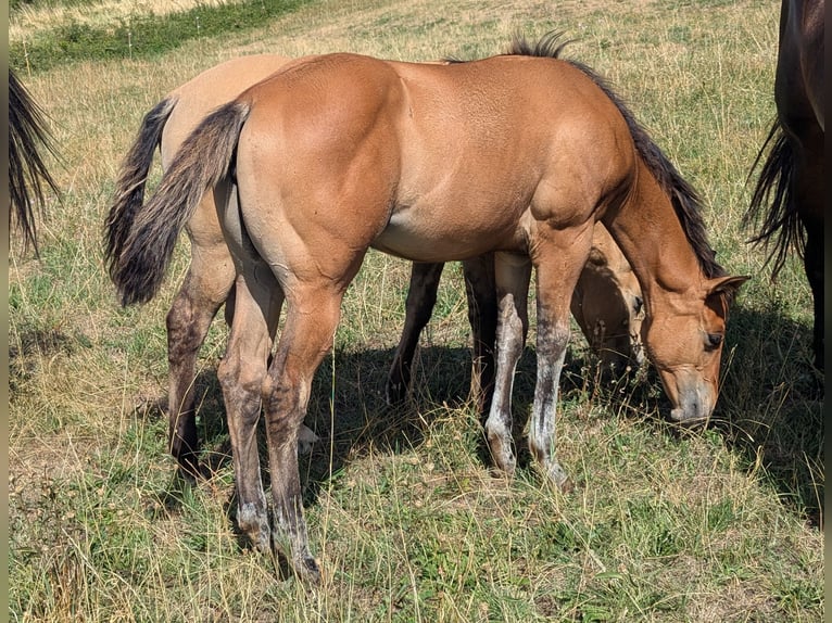 American Quarter Horse Stute Fohlen (05/2026) Hellbrauner in ESTEIL