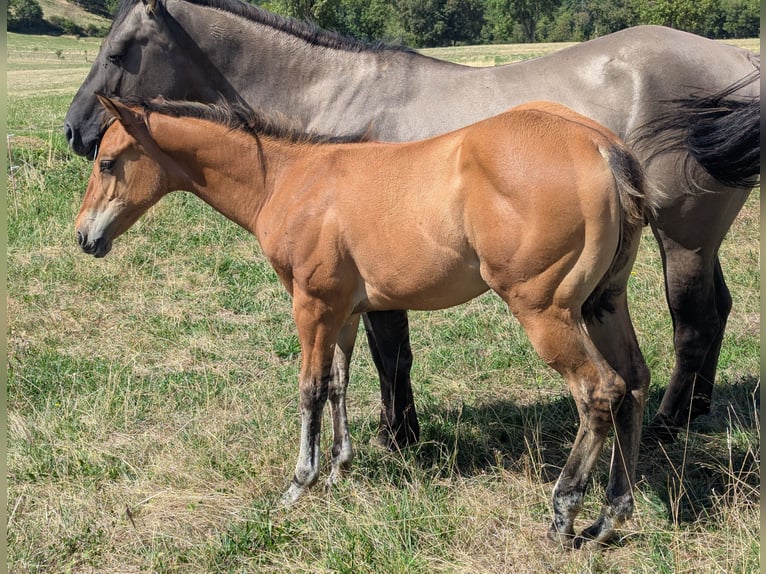 American Quarter Horse Stute Fohlen (05/2026) Hellbrauner in ESTEIL