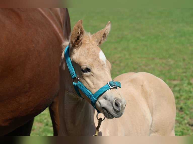 American Quarter Horse Stute Fohlen (05/2026) Palomino in Rappottenstein