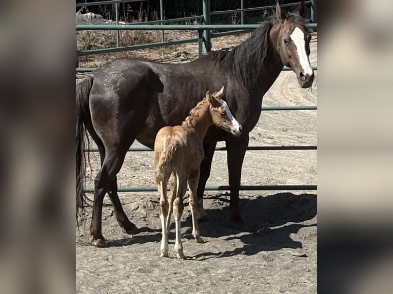 American Quarter Horse Stute Fohlen (06/2026) Palomino in País Vasco