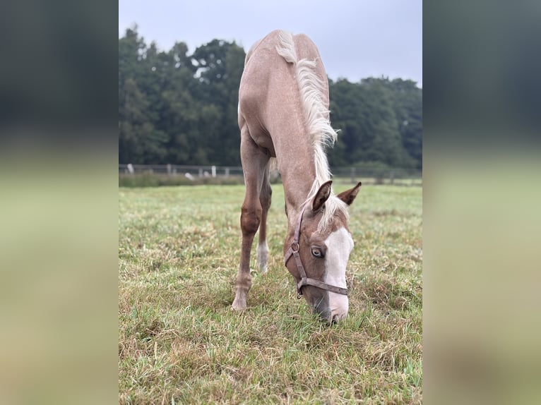 American Quarter Horse Stute Fohlen (04/2026) Palomino in Hagen im Bremischen