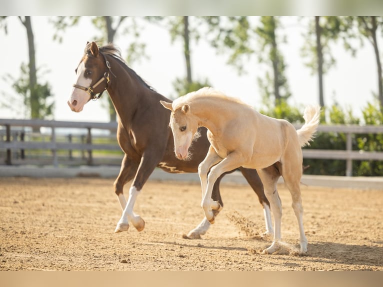 American Quarter Horse Stute Fohlen (01/2026) Palomino in Tollebeek