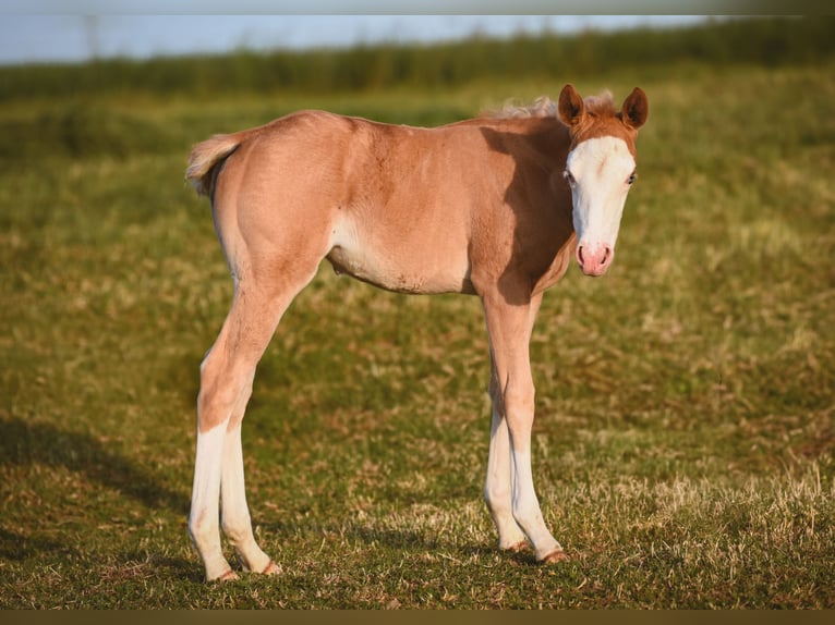 American Quarter Horse Stute  Palomino in Ehingen