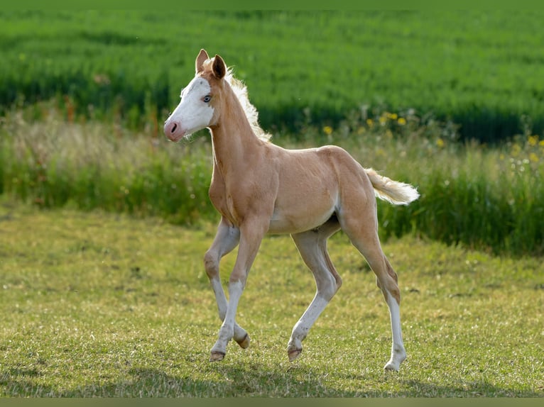 American Quarter Horse Stute  Palomino in Ehingen