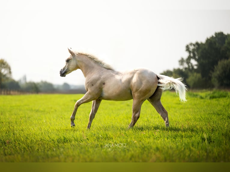 American Quarter Horse Stute Fohlen (02/2025) Palomino in Schermbeck