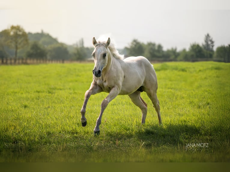 American Quarter Horse Stute Fohlen (02/2025) Palomino in Schermbeck