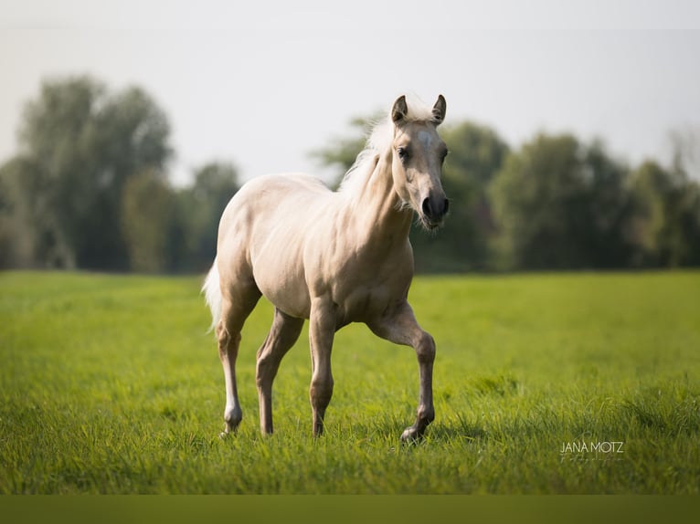 American Quarter Horse Stute Fohlen (02/2025) Palomino in Schermbeck
