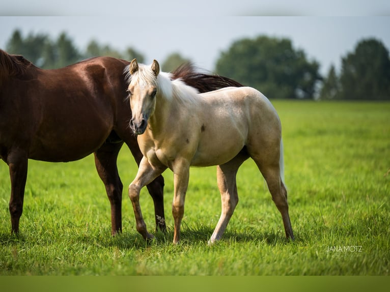 American Quarter Horse Stute Fohlen (02/2025) Palomino in Schermbeck