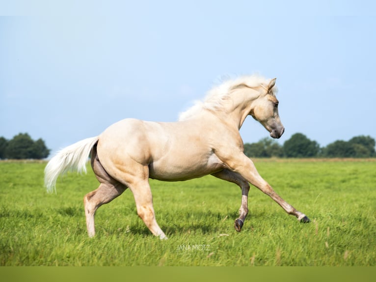 American Quarter Horse Stute Fohlen (02/2025) Palomino in Schermbeck