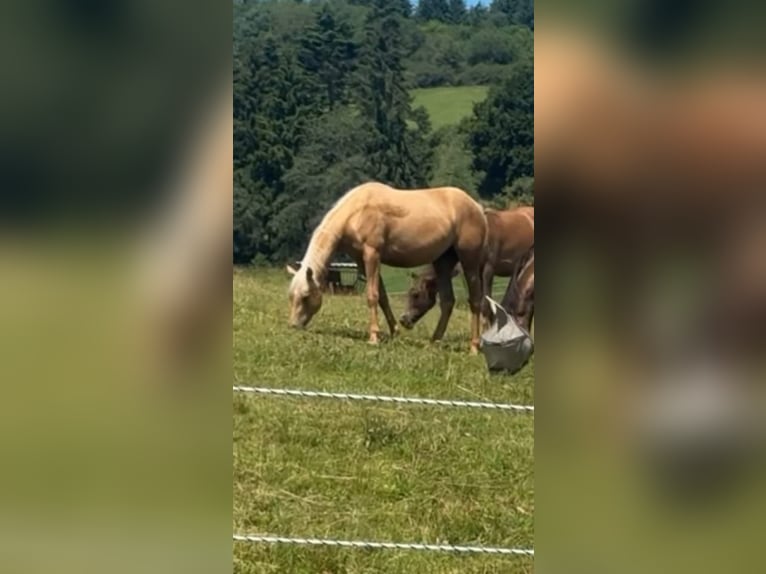 American Quarter Horse Stute Fohlen (05/2025) Palomino in Mehren