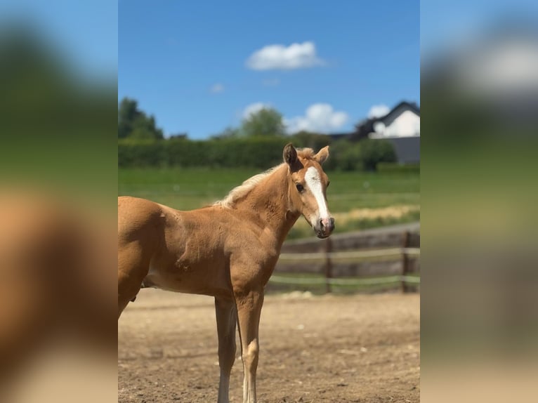 American Quarter Horse Stute Fohlen (05/2025) Palomino in Mehren