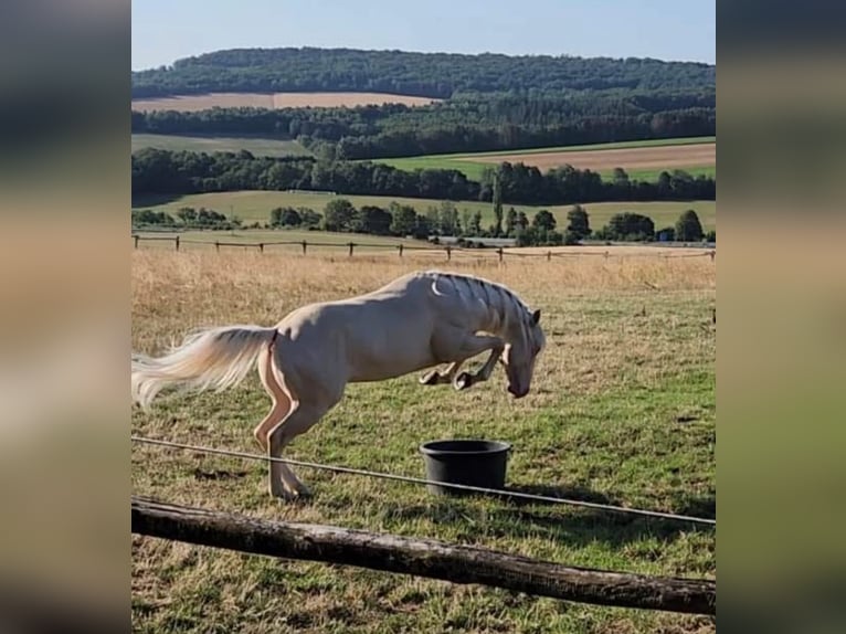 American Quarter Horse Stute Fohlen (05/2025) Palomino in Mehren
