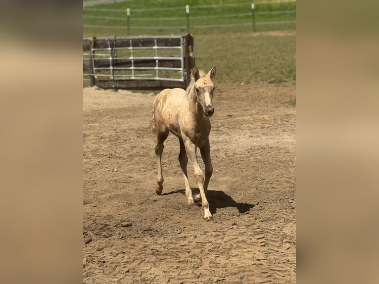 American Quarter Horse Stute Fohlen (05/2025) Palomino in Mehren