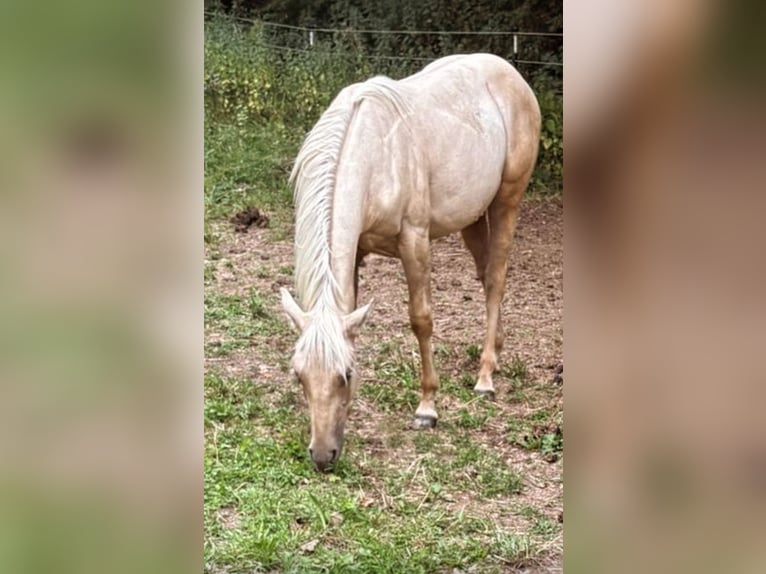 American Quarter Horse Stute Fohlen (05/2025) Palomino in Mehren