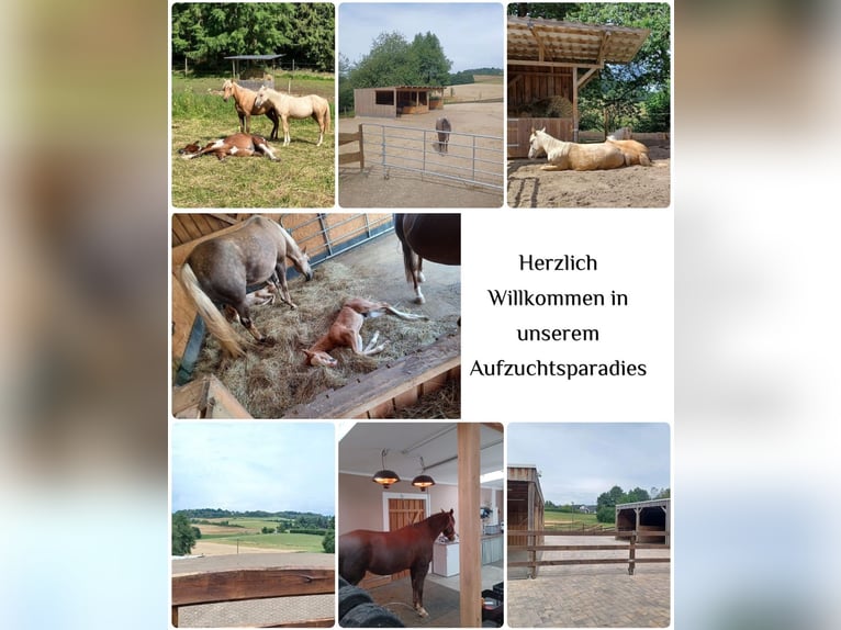 American Quarter Horse Stute Fohlen (05/2025) Palomino in Mehren