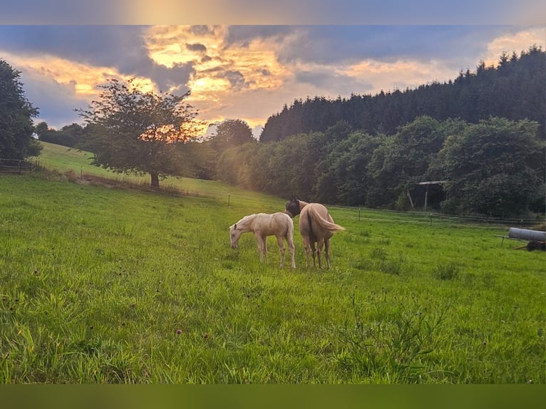 American Quarter Horse Stute Fohlen (05/2025) Palomino in Mehren