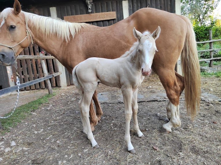 American Quarter Horse Stute  Perlino in Ajdovscina