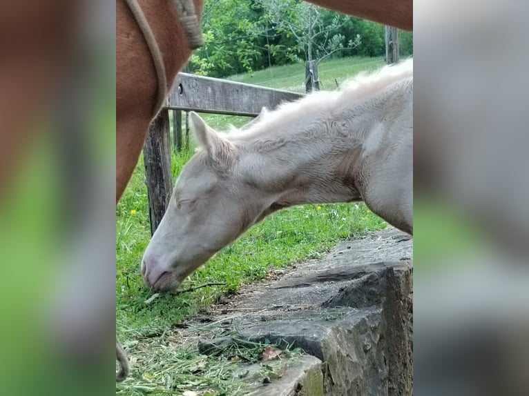 American Quarter Horse Stute  Perlino in Ajdovscina