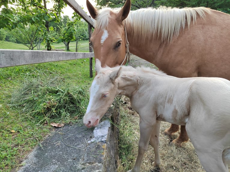 American Quarter Horse Stute  Perlino in Ajdovscina