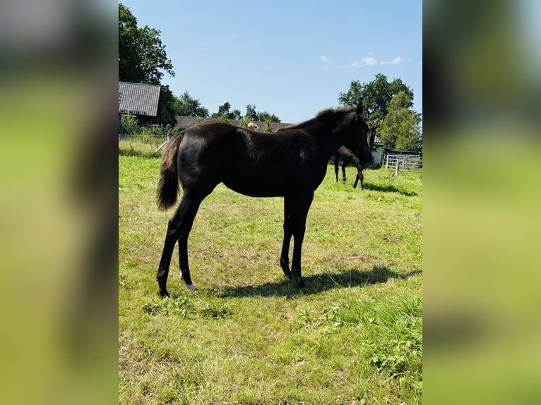American Quarter Horse Stute Fohlen (04/2025) Rappe in Gifhorn