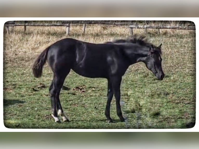 American Quarter Horse Stute Fohlen (05/2026) Rappe in Reichweiler