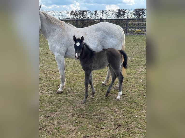 American Quarter Horse Stute Fohlen (04/2026) Rappe in Daleiden