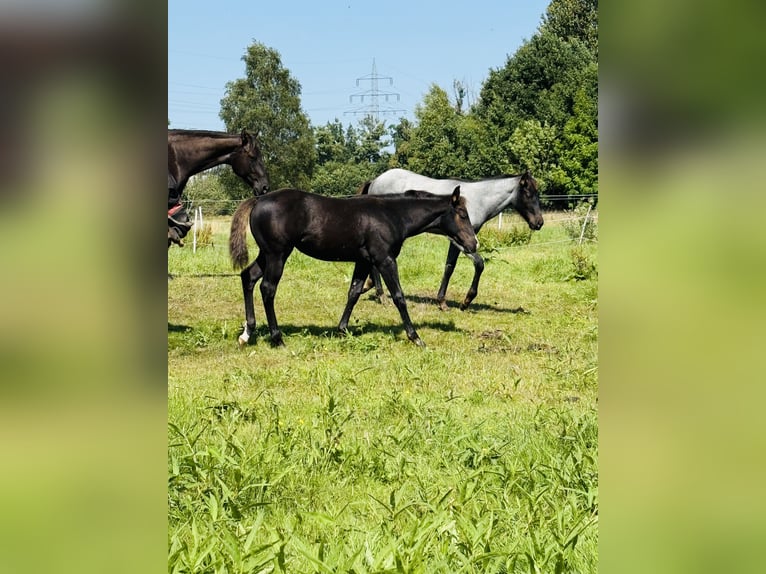 American Quarter Horse Stute Fohlen (04/2025) Rappe in Gifhorn