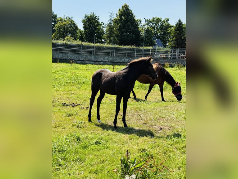 American Quarter Horse Stute Fohlen (04/2025) Rappe in Gifhorn