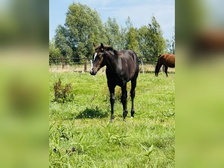 American Quarter Horse Stute Fohlen (04/2025) Rappe in Gifhorn