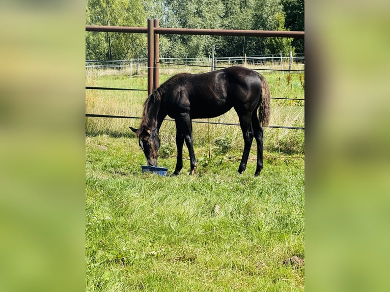 American Quarter Horse Stute Fohlen (04/2025) Rappe in Gifhorn