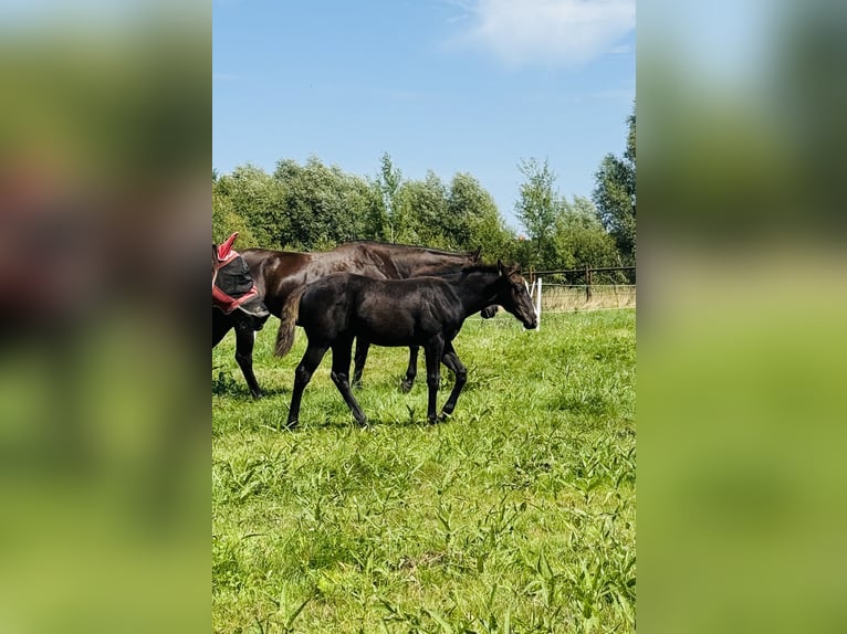 American Quarter Horse Stute Fohlen (04/2025) Rappe in Gifhorn